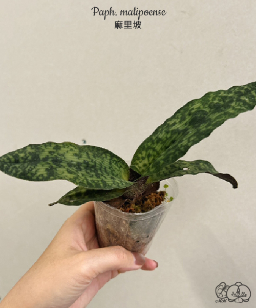 美琪園藝Miki Orchid - 批發專區